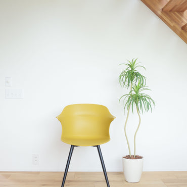 Avan Chair MY / アヴァン チェア マスタードイエロー